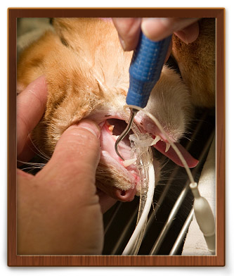 Columbus pet dental services at Capital City Spay and Neuter pet dentists in Columbus