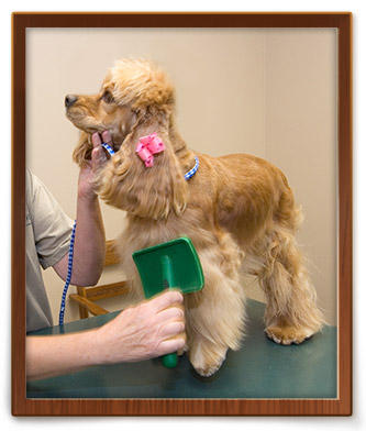 Columbus pet grooming